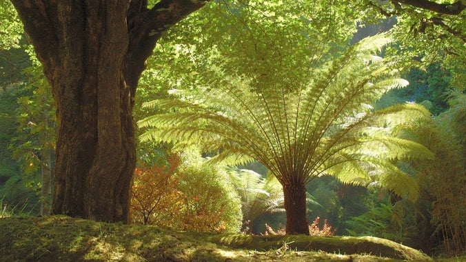 Tree Fern at Glendurgan
